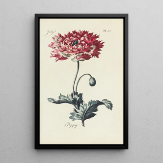 Carington Bowles - Poppy.webp