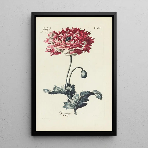 Carington Bowles - Poppy.webp