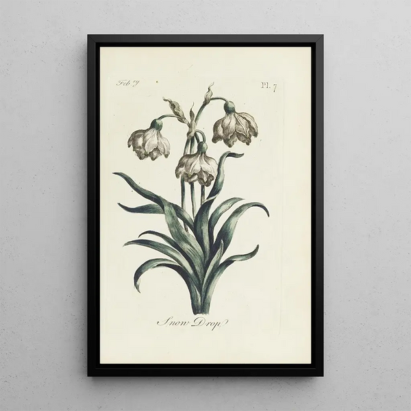 Carington Bowles - Snow Drop.webp