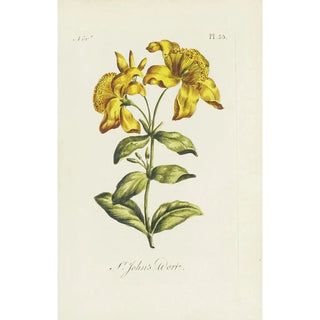 Carington Bowles - St Johns wort.webp