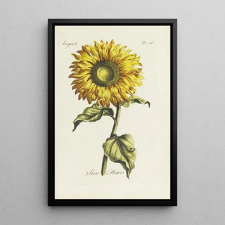Carington Bowles - Sun flower.webp