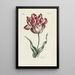 Tulipano - Carington Bowles — quadro incorniciato alla parete