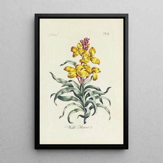 Carington Bowles - Wall Flower.webp