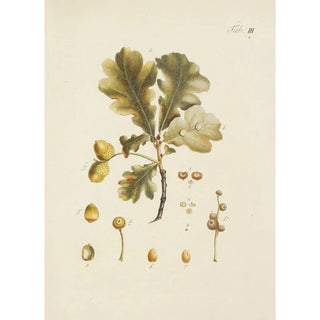 Carl Christoph Oelhafen von Schllenbach - Abbildung der wilden Bume Stauden und Buschgewchse Pl037.webp
