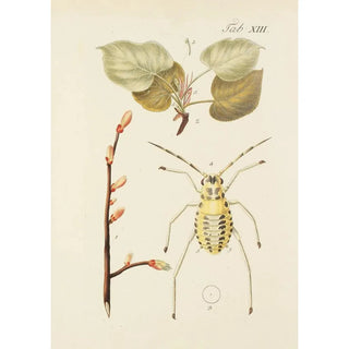 Carl Christoph Oelhafen von Schllenbach - Abbildung der wilden Bume Stauden und Buschgewchse Pl047.webp