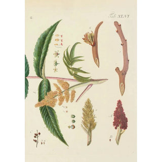 Carl Christoph Oelhafen von Schllenbach - Abbildung der wilden Bume Stauden und Buschgewchse Pl081.webp