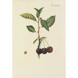Carl Christoph Oelhafen von Schllenbach - Abbildung der wilden Bume Stauden und Buschgewchse Pl084.webp