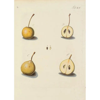 Carl Christoph Oelhafen von Schllenbach - Abbildung der wilden Bume Stauden und Buschgewchse Pl090.webp
