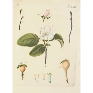 Carl Christoph Oelhafen von Schllenbach - Abbildung der wilden Bume Stauden und Buschgewchse Pl093.webp