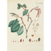 Illustration of wild trees, perennial plants, and shrubs Pl109 - Carl Christoph Oelhafen von Schöllenbach — artwork view