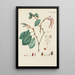 Illustration of wild trees, perennial plants, and shrubs Pl109 - Carl Christoph Oelhafen von Schöllenbach — framed artwork on a wall