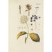 Illustration of wild trees, perennial plants, and shrubs Pl117 - Carl Christoph Oelhafen von Schöllenbach — artwork view