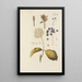 Illustration of wild trees, perennial plants, and shrubs Pl117 - Carl Christoph Oelhafen von Schöllenbach — framed artwork on a wall