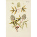 Illustration of wild trees, perennial plants, and shrubs Pl120 - Carl Christoph Oelhafen von Schöllenbach — artwork view