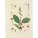 Illustration of wild trees, perennial plants, and shrubs Pl126 - Carl Christoph Oelhafen von Schöllenbach — artwork view