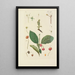 Illustration of wild trees, perennial plants, and shrubs Pl126 - Carl Christoph Oelhafen von Schöllenbach — framed artwork on a wall