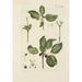 Illustration of wild trees, perennial plants, and shrubs Pl129 - Carl Christoph Oelhafen von Schöllenbach — artwork view