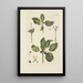 Illustration of wild trees, perennial plants, and shrubs Pl129 - Carl Christoph Oelhafen von Schöllenbach — framed artwork on a wall