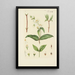 Illustration of wild trees, perennial plants, and shrubs Pl134 - Carl Christoph Oelhafen von Schöllenbach
