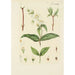 Illustration of wild trees, perennial plants, and shrubs Pl134 - Carl Christoph Oelhafen von Schöllenbach