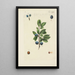 Illustration of wild trees, perennial plants, and shrubs Pl140 - Carl Christoph Oelhafen von Schöllenbach — framed artwork on a wall