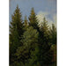 Alberi di Natale - Carl Gustav Carus — vista dell’opera