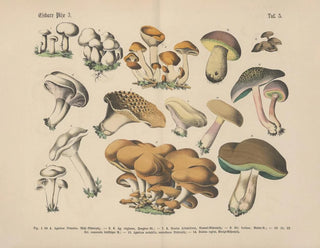 Carl Hoffmann - Lehrbuch der praktischen Pflanzenkunde in Wort und Bild Pl05.webp