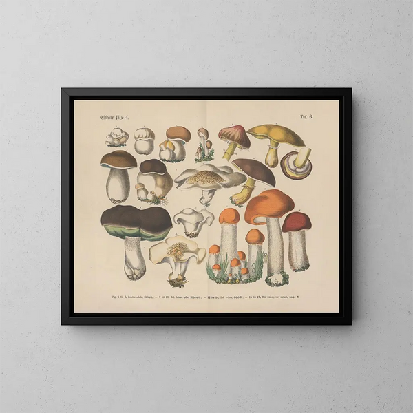 Manuel de botanique pratique en mots et en images Pl06 - Carl Hoffmann — gerahmtes Bild an der Wand