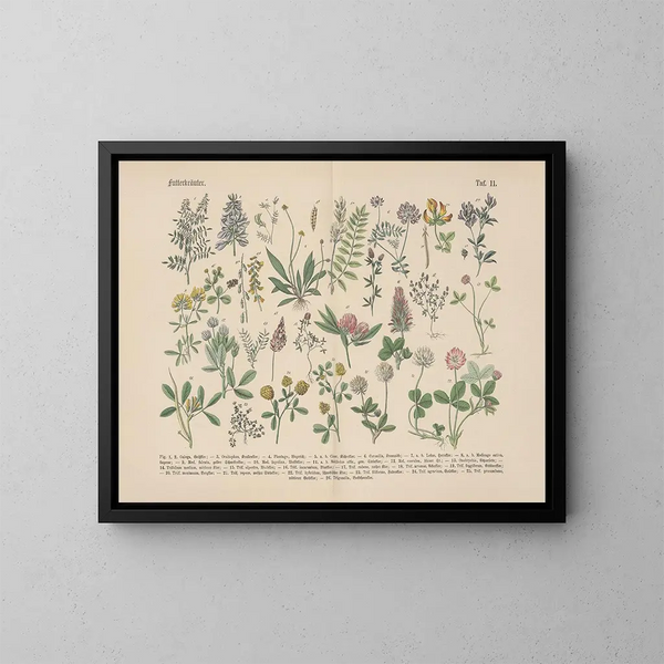 Manuel de botanique pratique en mots et en images Pl11 - Carl Hoffmann — gerahmtes Bild an der Wand