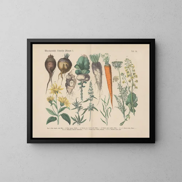 Praktisches botanisches Lehrbuch in Worten und Bildern Pl14 - Carl Hoffmann — gerahmtes Bild an der Wand