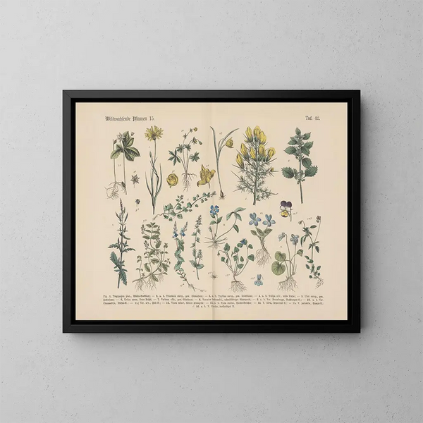 Manuel de botanique pratique en mots et en images Pl42 - Carl Hoffmann — gerahmtes Bild an der Wand