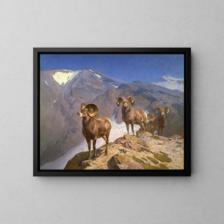 Carl Rungius - The Mountaineers  Big Horn Sheep on Wilcox Pass.webp