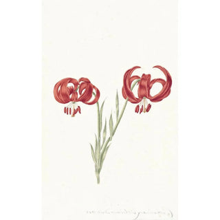 Catharina Lintheimer - Rode lelie.webp
