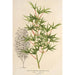 Acer palmatum crispum - Charles Antoine Lemaire — vista dell’opera