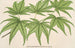 Acer palmatum reticulatum - Charles Antoine Lemaire — Ansicht des Kunstwerks