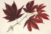 Acer polymorphum palmatum sanguineum - Charles Antoine Lemaire — Ansicht des Kunstwerks