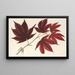 Acer polymorphum palmatum sanguineum - Charles Antoine Lemaire — gerahmtes Bild an der Wand