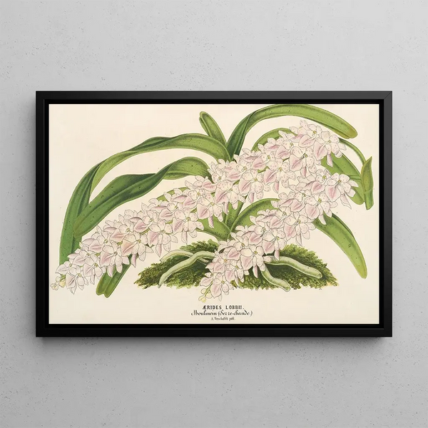 Charles Antoine Lemaire - Aerides Lobbii.webp