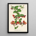 Aeschynanthus tricolor - Charles Antoine Lemaire — quadro incorniciato alla parete
