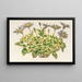 Agave celeste a foglie variegate - Charles Antoine Lemaire — quadro incorniciato alla parete