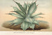 Agave Verschaffelti - Charles Antoine Lemaire — Ansicht des Kunstwerks