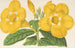 Allamanda Hendersoni - Charles Antoine Lemaire — Ansicht des Kunstwerks
