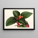 Alloplectus Zamorensis - Charles Antoine Lemaire — gerahmtes Bild an der Wand