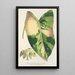 Riproduzione del dipinto Alocasia macrorrhiza var foliis variegatis - Charles Antoine Lemaire