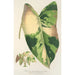 Riproduzione del dipinto Alocasia macrorrhiza var foliis variegatis - Charles Antoine Lemaire