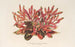 Alternanthera sessilis var. amna - Charles Antoine Lemaire — vista dell’opera