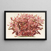 Alternanthera spathulata - Charles Antoine Lemaire — quadro incorniciato alla parete