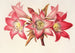Amaryllis Belladonna - Charles Antoine Lemaire — Ansicht des Kunstwerks