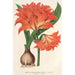 Amaryllis Hippeastrum Alberti - Charles Antoine Lemaire — Ansicht des Kunstwerks