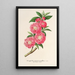 Amygdalus persica roseiflora - Charles Antoine Lemaire — gerahmtes Bild an der Wand
